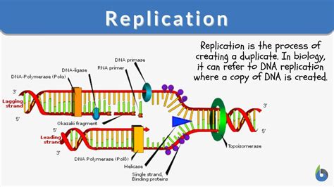 what does replicate mean